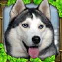 Stray Dog Sim