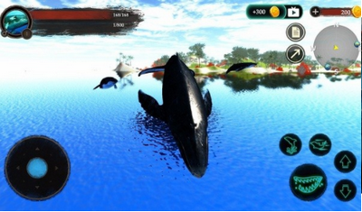 The Humpback Whales