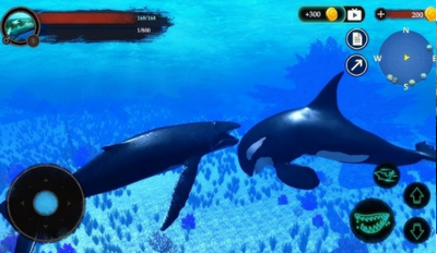 The Humpback Whales