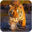 The Tiger