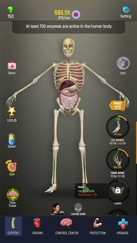 人体模型