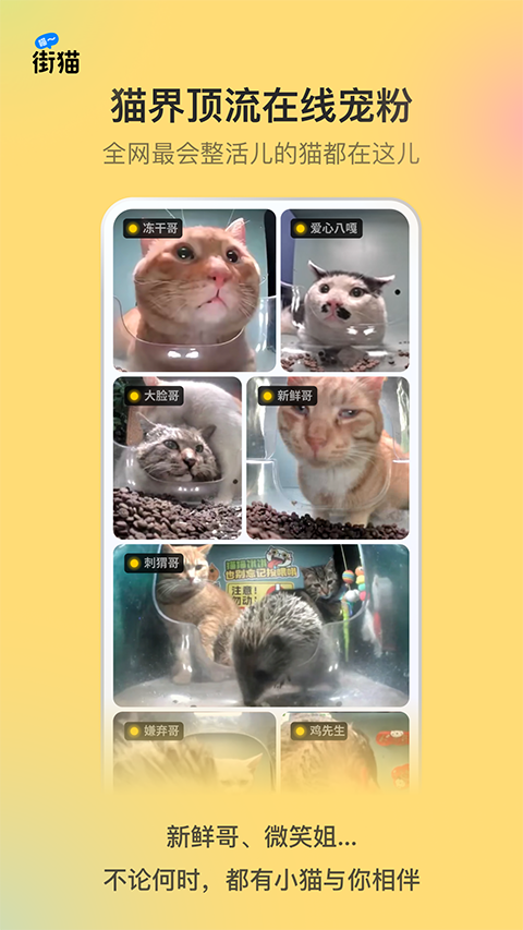街猫