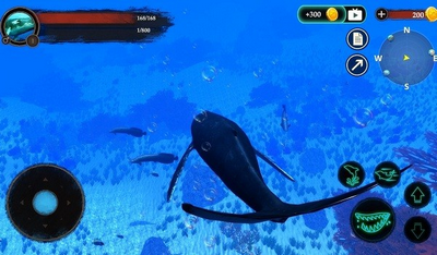 The Humpback Whales