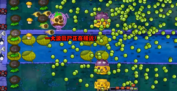 pvzws