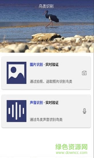 图音识鸟