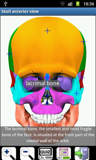 3d虚拟人体解剖(Visual Anatomy)