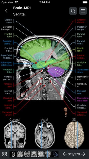 e-Anatomy