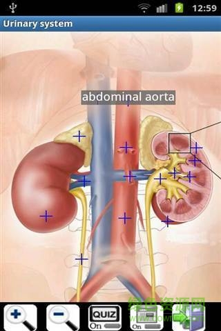 visual body(Visual Anatomy Free)