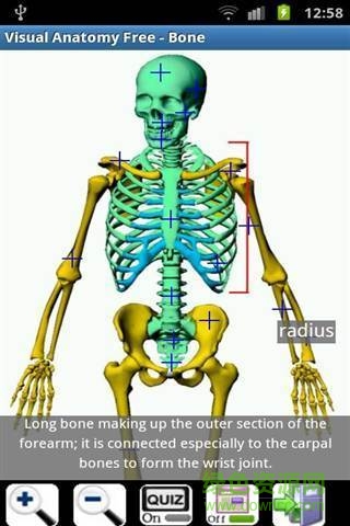 visual body(Visual Anatomy Free)