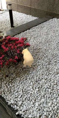 なまはむ