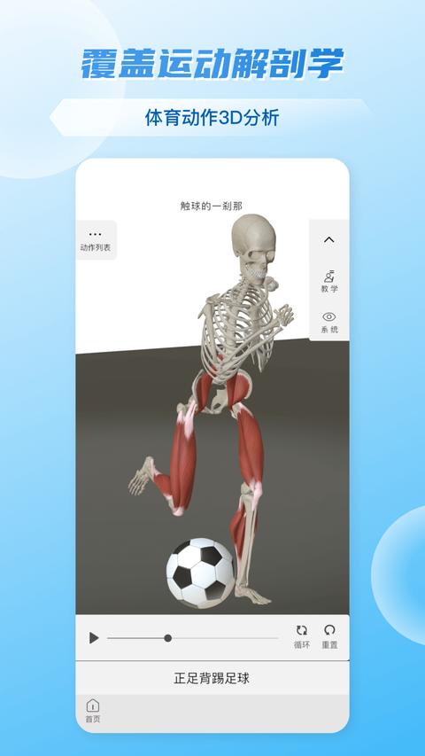 维萨里3D解剖