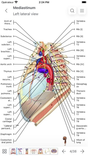 e-Anatomy
