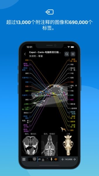 vet anatomy解剖软件中文版