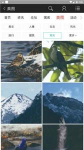 蜂鸟图库