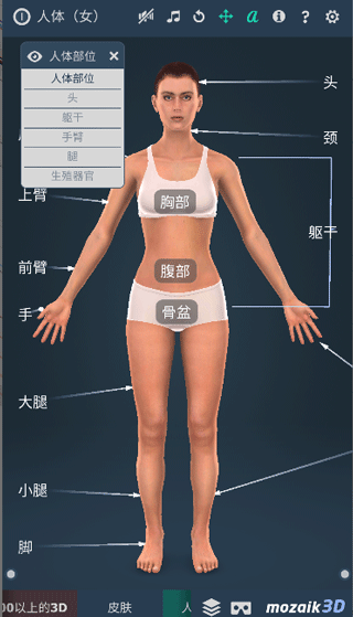 Human body (female)