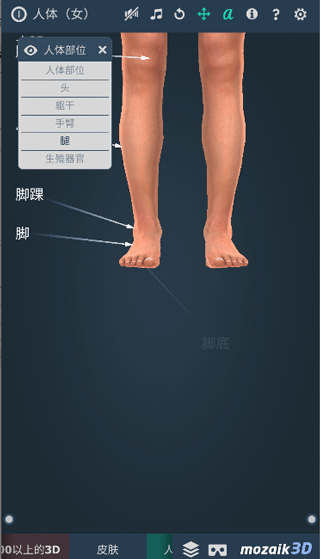 Human body (female)
