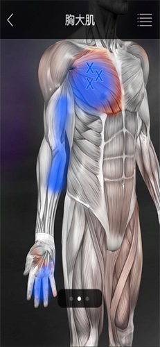 肌肉激痛点图谱 肌肉激痛点图谱