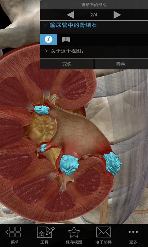 3D生理和病理学医学通