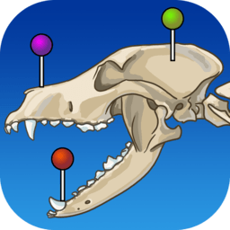 vet anatomy解剖软件中文版