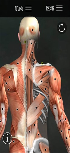 肌肉激痛点图谱