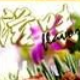 zinemaker2007免注册版(电子杂志制作)