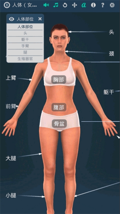 人体系统女性3D