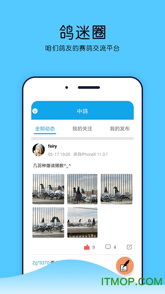 中鸽网