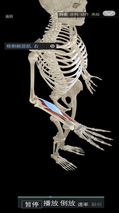 3D运动解剖