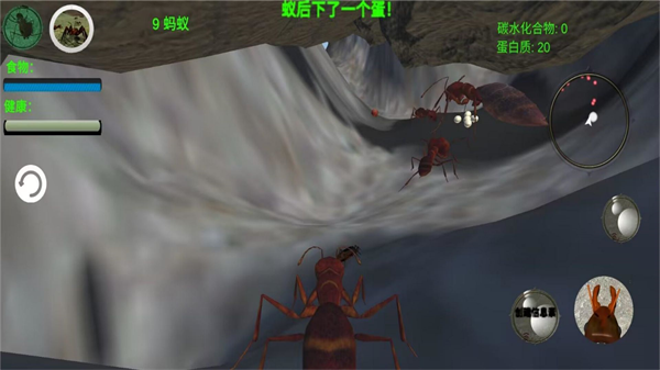 奇妙动物园最新版2025 奇妙动物园最新版2025