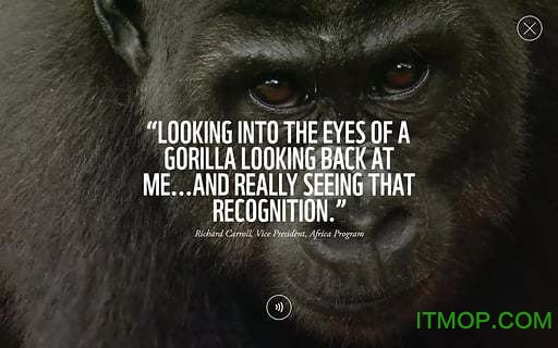 WWF Togethe(野生动物折纸)