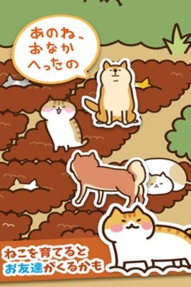 Field of Cats