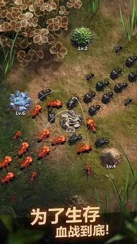 The Ants