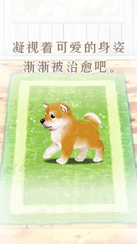 养育柴犬的治愈游戏 养育柴犬的治愈游戏