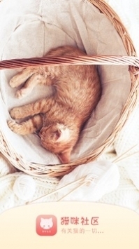 猫咪官网社区app